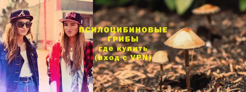 Псилоцибиновые грибы Psilocybe  MEGA ссылка  Кувандык 